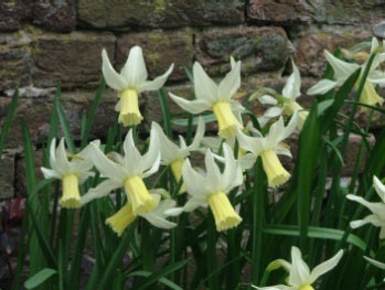 Narcissus 'Jenny' bestellen